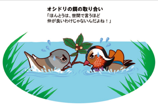 オシドリの餌の取り合い
